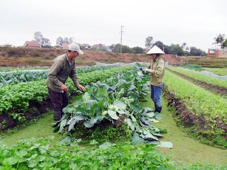 Hiệu quả của mô hình liên kết 4 nhà ở Thị xã Quảng Yên, tỉnh Quảng Ninh - ảnh 1